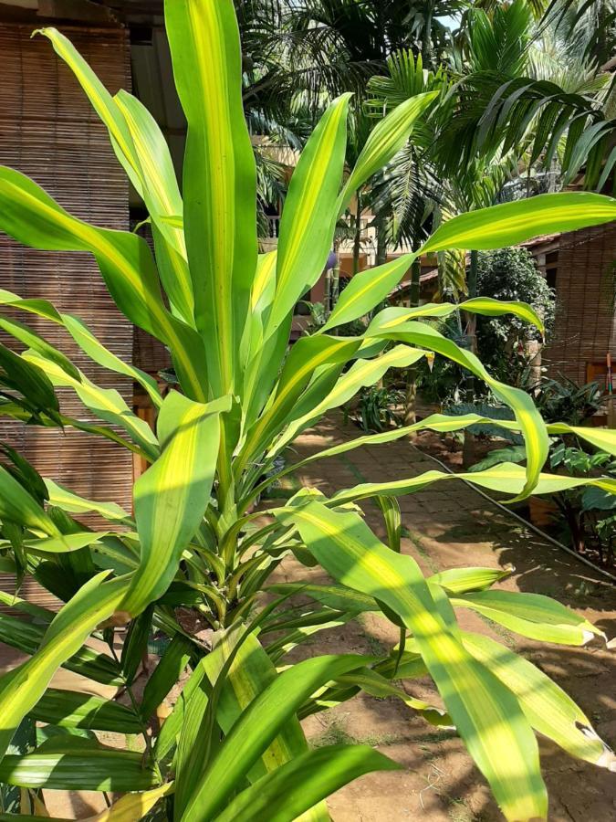 Agonda Holiday Home 외부 사진